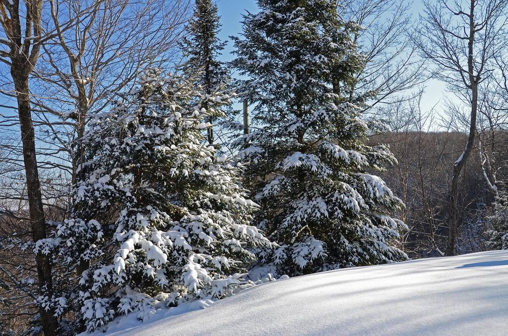Jardin Du Village By Chez Tremblant มงต์-ทร็องบล็องต์ ห้อง รูปภาพ